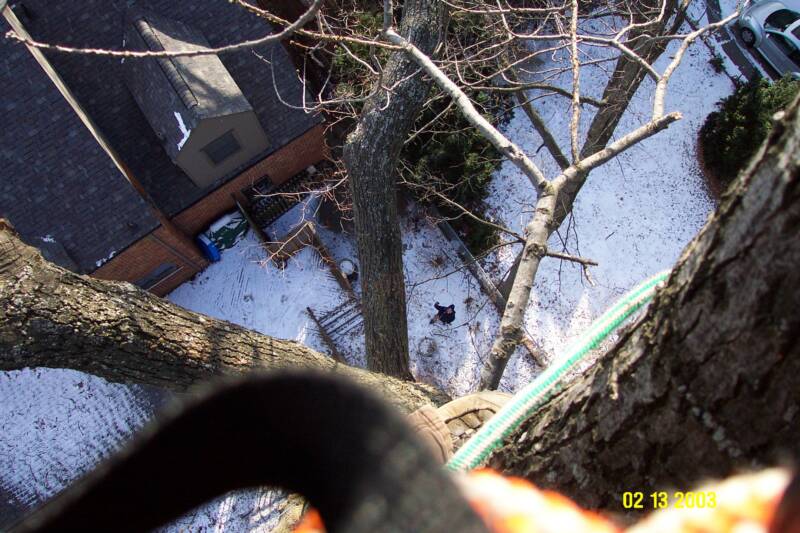 Same tree as water tower, just looking down!